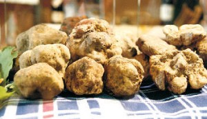 Tartufo bianco, orgoglio albese