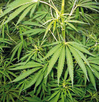 Cannabis per uso terapeutico presto in tutte le farmacie piemontesi