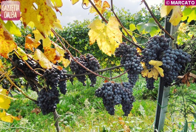 vendemmia nebbiolo