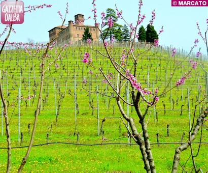 vigneto sperimentale collezione grinzane