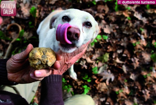 cane tartufo