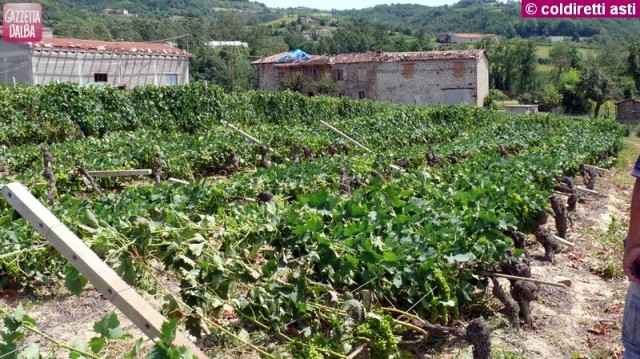 vigneti coricati e tetti scoperchiati dal vento a Vesime (AT)