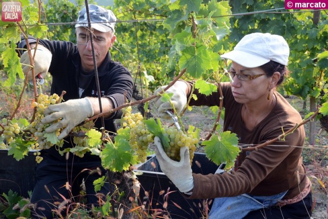 Vendemmia moscato 7