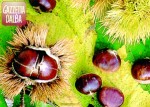 castagne