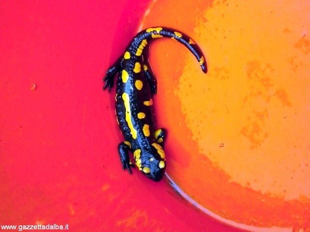 salamandra a novello