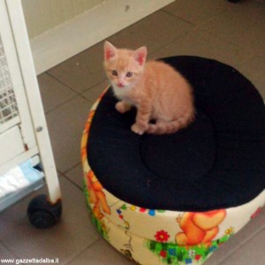 gatti 1