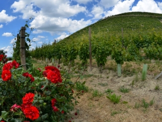 Panorama collina