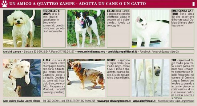 cani-e-gatti