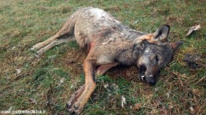 Trovato un lupo morto a Saliceto