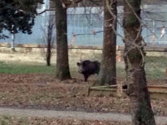 Avvistato un cinghiale in corso Europa. La Forestale controlla la zona di San Cassiano