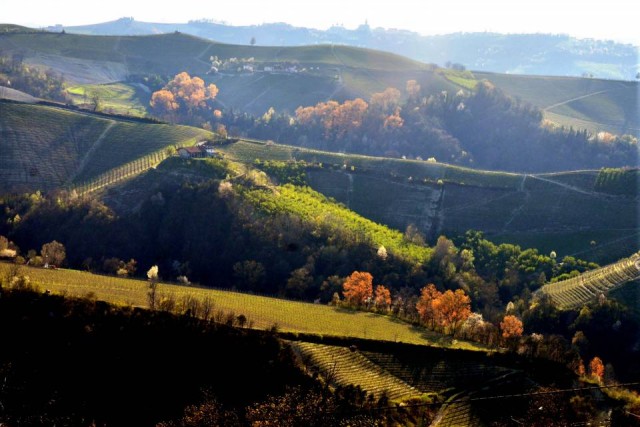 colline-paesaggi-panorama-vigneti-primavera-2015 (10)