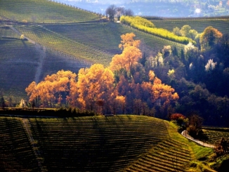 Langhe doc: storie di eretici nell'Italia dei capannoni 1