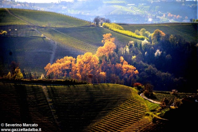 colline-paesaggi-panorama-vigneti-primavera-2015 (4)