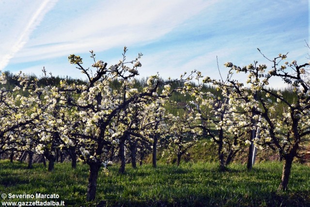 primavera-Langhe (1)