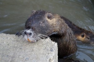 nutria-648112_1920