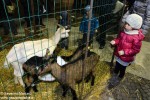 San Damiano: mercatino di animali al baluardo Palestro