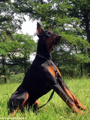 dobermann