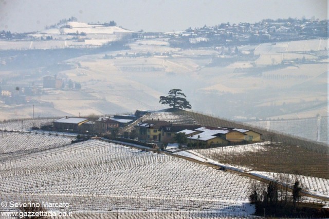 annunziata la morra cedro