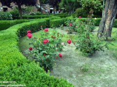 Il parco del castello di Govone si apre agli amanti delle rose 24