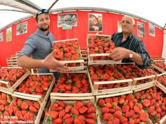 Passeggiate, concerti e pranzi al sapor di fragola