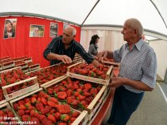 Passeggiate, concerti e pranzi al sapor di fragola 1