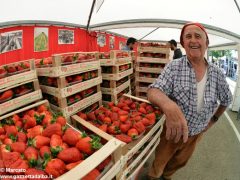 Passeggiate, concerti e pranzi al sapor di fragola 4