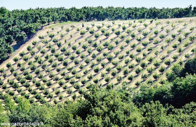 Sabato convegno su nocciole, noci e castagne