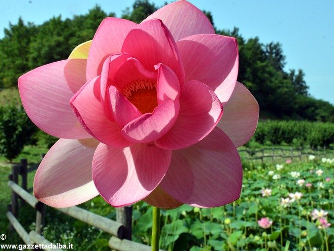 Da Ceresole all'Olanda, la storia dei fior di loto di cascina Gallina 2