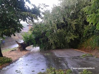 Grandine nell'albese: danni alle viti nel Barolo, alberi sradicati nel Roero