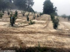 Grandine su vigne e noccioleti: danni limitati 1