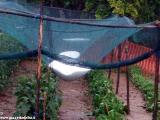 Grandine su vigne e noccioleti: danni limitati 2