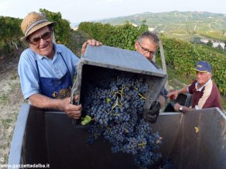 Un Dolcetto nel segno dell’armonia