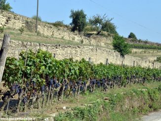 Slow Food valorizzerà il vino dei terrazzamenti