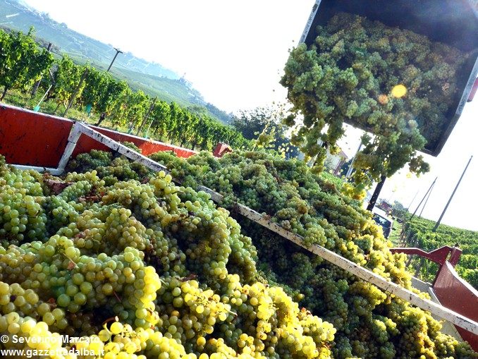 Non piace l’arrivo degli investitori stranieri sulle colline del Barolo