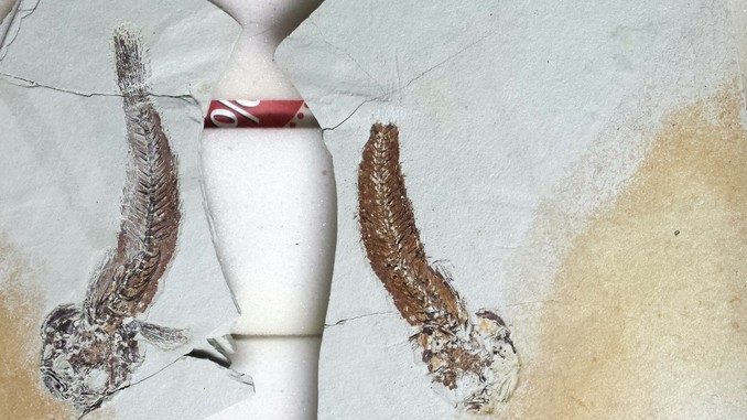Il fossile del gobius ignotus in dono al museo Craveri