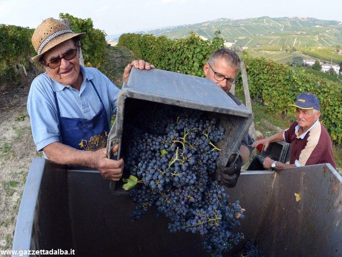 In Piemonte sono in crescita gli ettari vitati