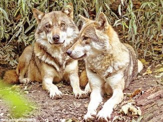 La convivenza tra pecore e lupi è possibile?