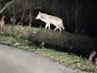 Avvistato un lupo in Bassa Langa 1