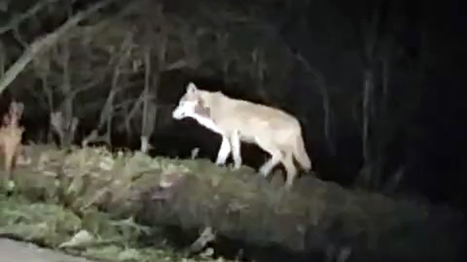 Avvistato un lupo in Bassa Langa 1