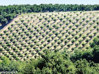 Nocciole: rinviata al 5 aprile l'udienza al Tar del Lazio