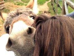 Agrifesta di primavera in fattoria e mercatino del baratto con Asini si nasce