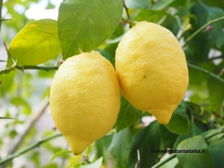 Nasce la collaborazione tra Ferrero e il consorzio del limone di Siracusa Igp