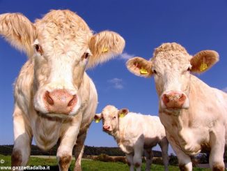 Un corso di formazione per veterinari ad Alba