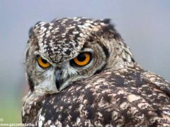 Un giorno per imparare a fotografare i rapaci con i Falconieri dei 4 venti