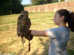 Un giorno per imparare a fotografare i rapaci con i Falconieri dei 4 venti 2