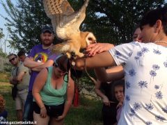 Un giorno per imparare a fotografare i rapaci con i Falconieri dei 4 venti 5