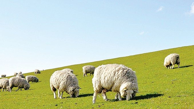San Benedetto Belbo vuole usare le pecore per curare i prati