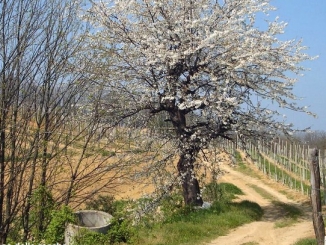 A Mont&agrave; i trekking tra le Rocche si fanno parlando in inglese