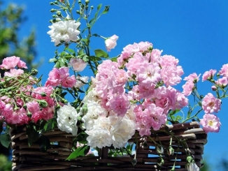 Domenica 11 giugno, la festa delle rose con 700 piante in fiore