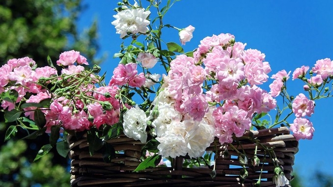 Domenica 11 giugno, la festa delle rose con 700 piante in fiore